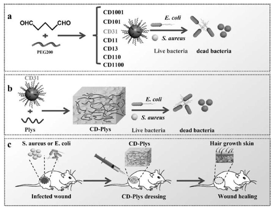 碳納米點、可注射碳納米點-ε-聚賴氨酸水凝膠及其制備方法與應用