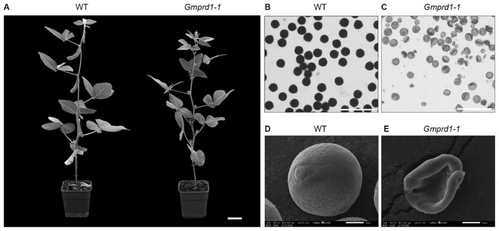 一種植物減數(shù)分裂相關(guān)蛋白GmPRD1及其編碼基因和應(yīng)用